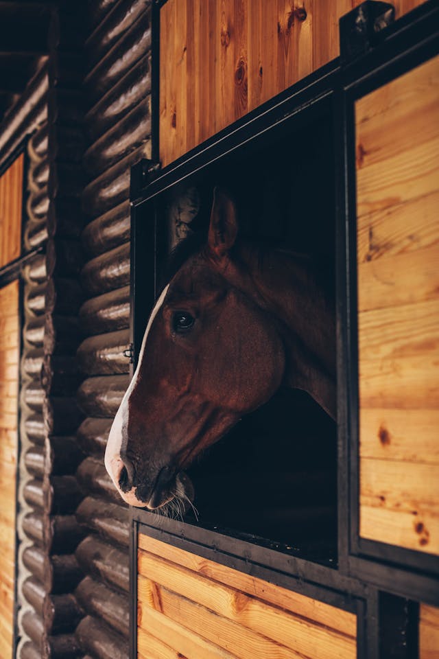 box pour chevaux
