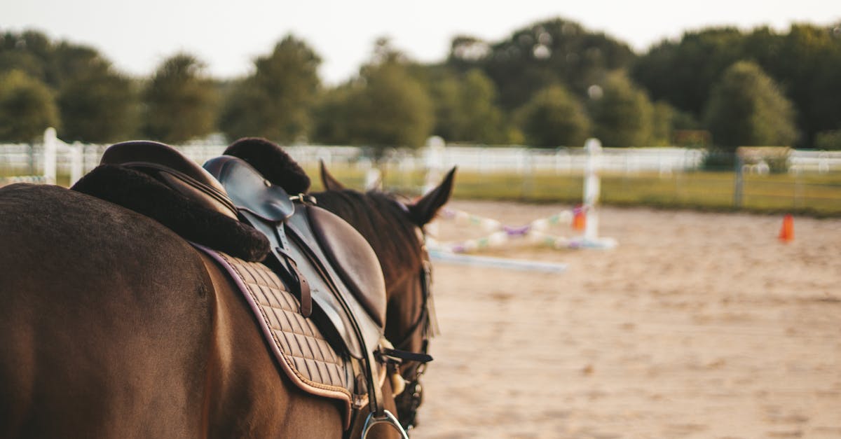découvrez nos services d'équitation pour tous les niveaux, que vous soyez débutant ou cavalier confirmé, et profitez d'une expérience unique à cheval en pleine nature.
