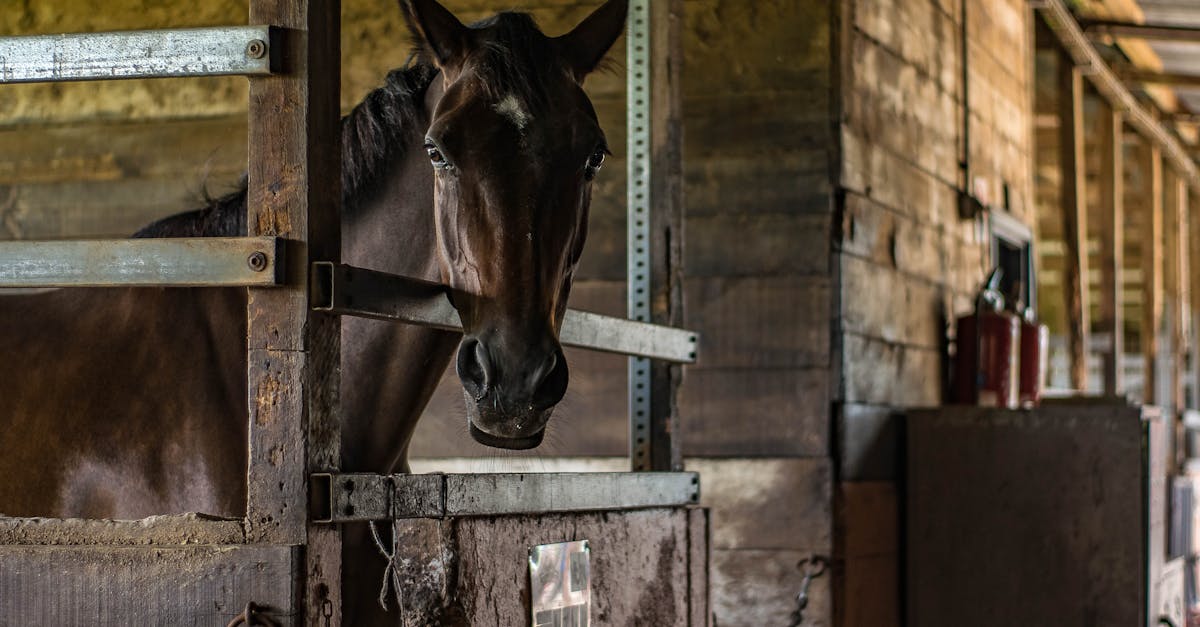 découvrez huards stable, votre référence en élevage de chevaux de qualité alliant passion et expertise pour un service personnalisé.