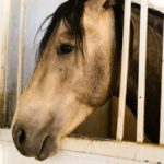 découvrez huards stable, un centre équestre offrant des services de pension, d'équitation et d'activités équestres pour tous les niveaux dans un cadre chaleureux et professionnel.