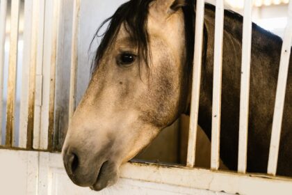 découvrez huards stable, un centre équestre offrant des services de pension, d'équitation et d'activités équestres pour tous les niveaux dans un cadre chaleureux et professionnel.