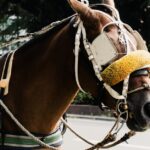 découvrez les avis sur jcd saddlery, spécialiste en selles et équipements d'équitation de qualité. témoignages et évaluations des clients pour vous guider.