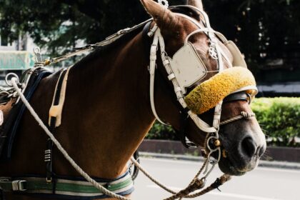 découvrez les avis sur jcd saddlery, spécialiste en selles et équipements d'équitation de qualité. témoignages et évaluations des clients pour vous guider.
