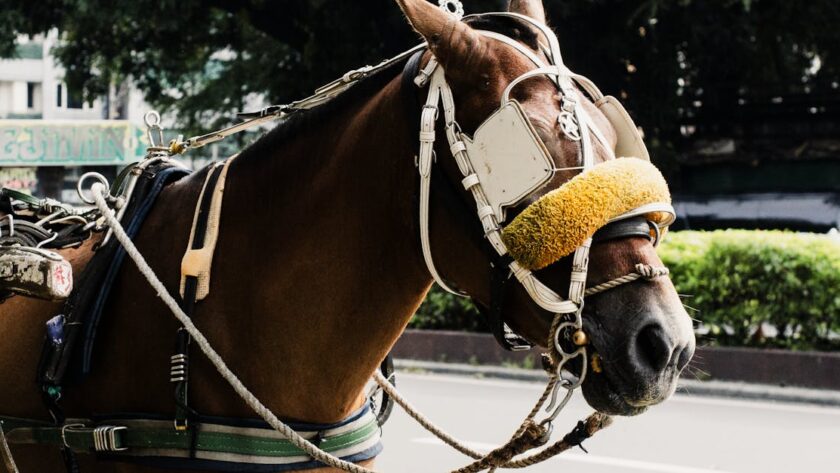 découvrez les avis sur jcd saddlery, spécialiste en selles et équipements d'équitation de qualité. témoignages et évaluations des clients pour vous guider.
