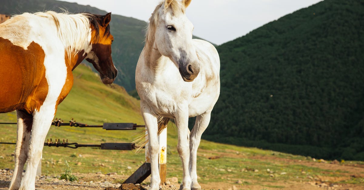 découvrez la race de cheval la plus rare au monde, ses caractéristiques uniques, son histoire fascinante et où la rencontrer.