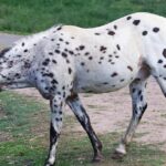 découvrez les races de chevaux les plus rares au monde, leurs caractéristiques uniques et leur histoire fascinante.
