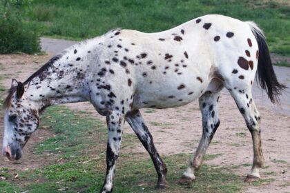 découvrez les races de chevaux les plus rares au monde, leurs caractéristiques uniques et leur histoire fascinante.