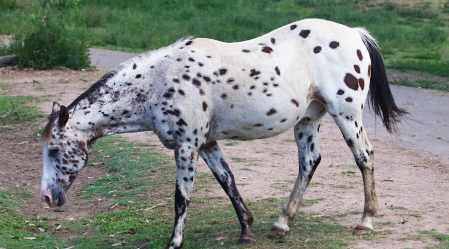 découvrez les races de chevaux les plus rares au monde, leurs caractéristiques uniques et leur histoire fascinante.