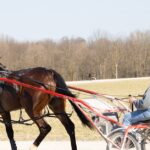 enregistrez votre cheval de trot avec notre service facile et rapide. bénéficiez d'un suivi officiel et d'une reconnaissance officielle pour votre trotteur.