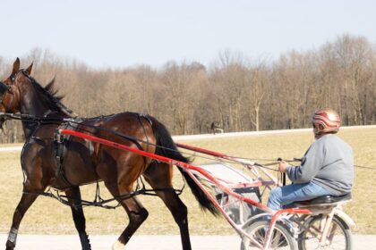 enregistrez votre cheval de trot avec notre service facile et rapide. bénéficiez d'un suivi officiel et d'une reconnaissance officielle pour votre trotteur.