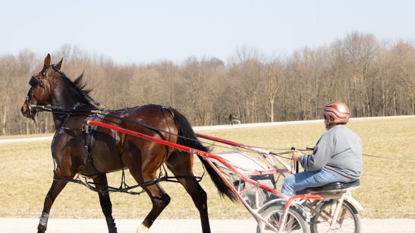 enregistrez votre cheval de trot avec notre service facile et rapide. bénéficiez d'un suivi officiel et d'une reconnaissance officielle pour votre trotteur.
