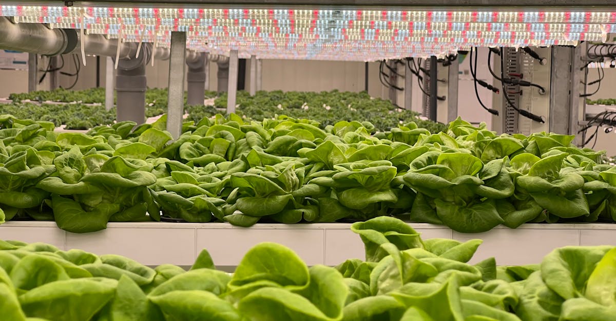 découvrez l'agriculture écologique innovante : des pratiques durables et avant-gardistes pour préserver la planète tout en optimisant la production agricole.