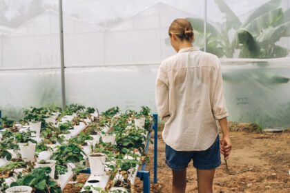 découvrez l'aquaponie, une méthode innovante et écologique combinant aquaculture et culture hydroponique pour produire des aliments frais et durables.
