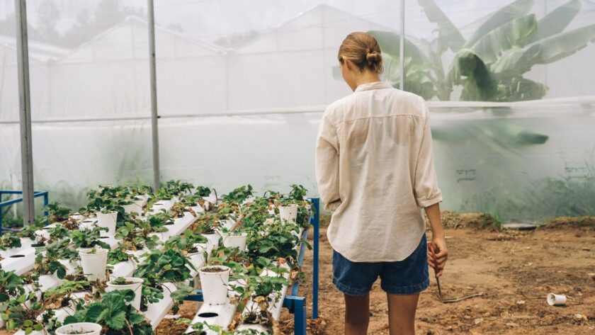 découvrez l'aquaponie, une méthode innovante et écologique combinant aquaculture et culture hydroponique pour produire des aliments frais et durables.