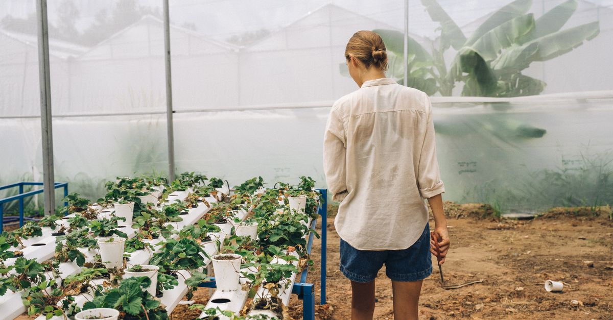 découvrez l'aquaponie, une méthode innovante et écologique combinant aquaculture et culture hydroponique pour produire des aliments frais et durables.