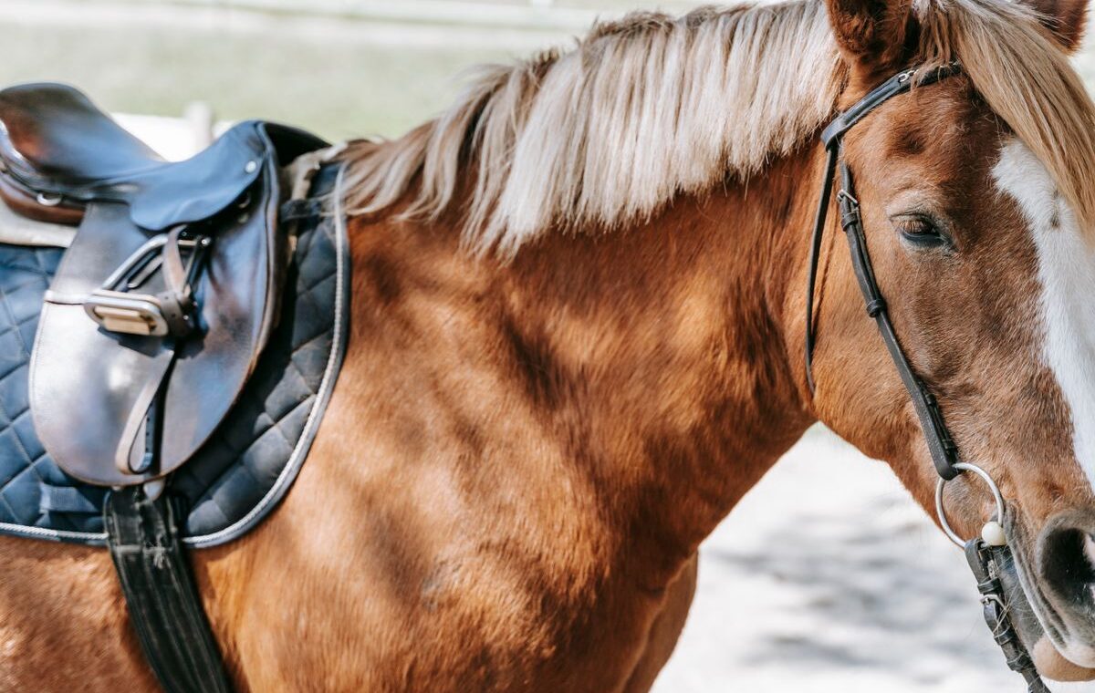choisir selle cheval adaptée
