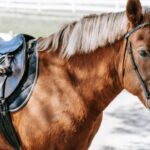 choisir selle cheval adaptée
