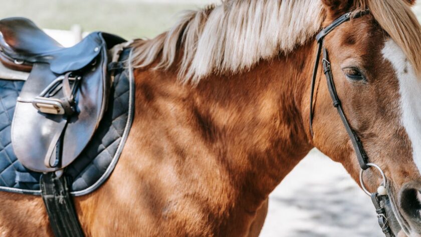 choisir selle cheval adaptée