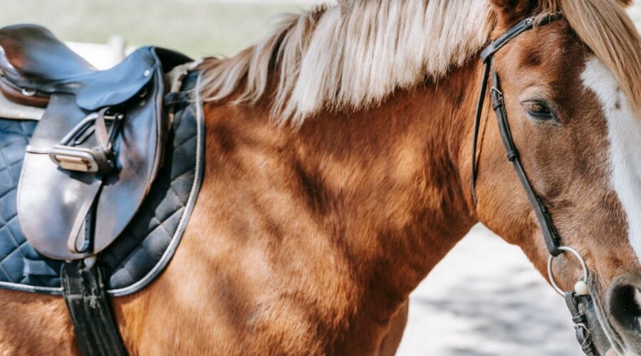 choisir selle cheval adaptée
