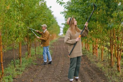 découvrez les meilleures techniques d'élagage pour entretenir vos arbres et arbustes, favoriser leur croissance et assurer une bonne santé végétale.