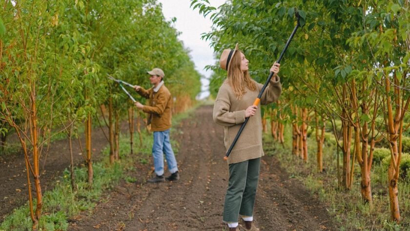 découvrez les meilleures techniques d'élagage pour entretenir vos arbres et arbustes, favoriser leur croissance et assurer une bonne santé végétale.