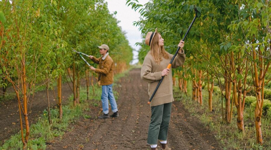 découvrez les meilleures techniques d'élagage pour entretenir vos arbres et arbustes, favoriser leur croissance et assurer une bonne santé végétale.