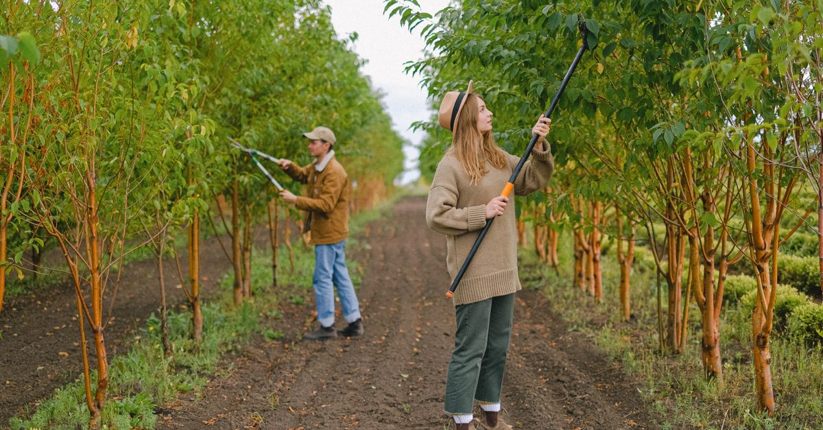 découvrez les meilleures techniques d'élagage pour entretenir vos arbres et arbustes, favoriser leur croissance et assurer une bonne santé végétale.