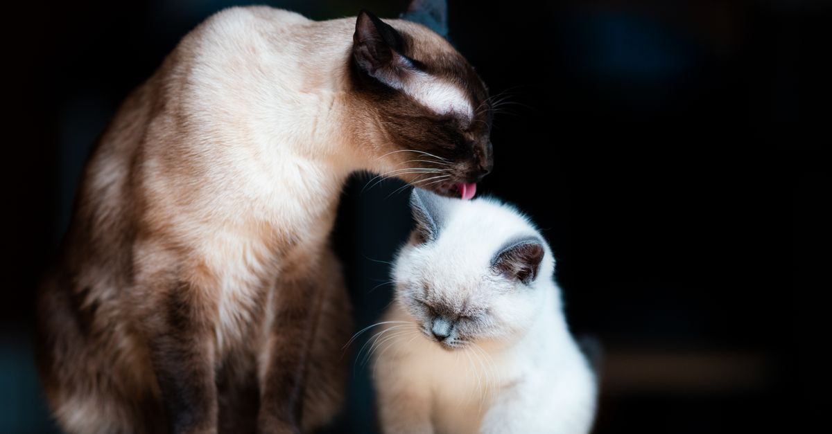 conseils et astuces pour prendre soin de votre chat, assurer son bien-être et sa santé au quotidien.