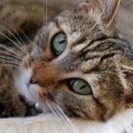 conseils complets pour le soin des chats : alimentation, hygiène, santé et bien-être de votre compagnon félin.