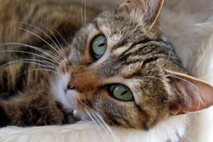 conseils complets pour le soin des chats : alimentation, hygiène, santé et bien-être de votre compagnon félin.
