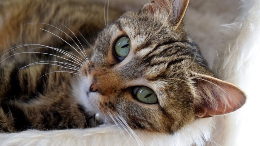 conseils complets pour le soin des chats : alimentation, hygiène, santé et bien-être de votre compagnon félin.