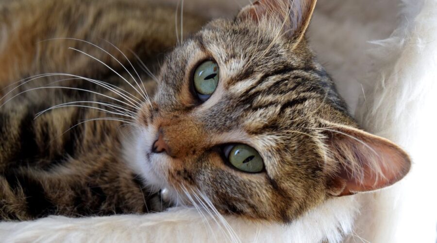 conseils complets pour le soin des chats : alimentation, hygiène, santé et bien-être de votre compagnon félin.