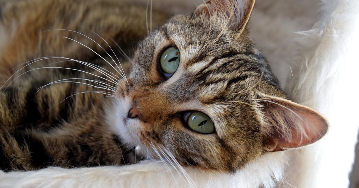 conseils complets pour le soin des chats : alimentation, hygiène, santé et bien-être de votre compagnon félin.