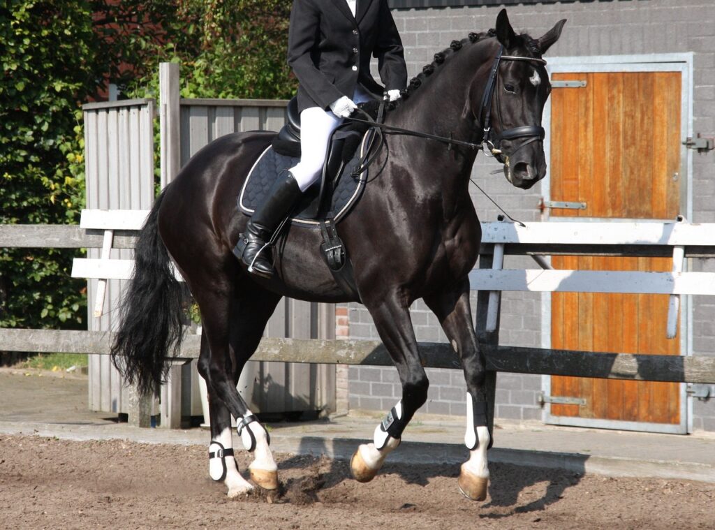 cheval de course