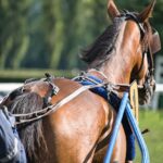 reconversion du cheval de course