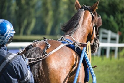 reconversion du cheval de course