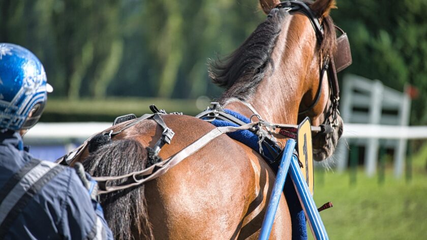 reconversion du cheval de course