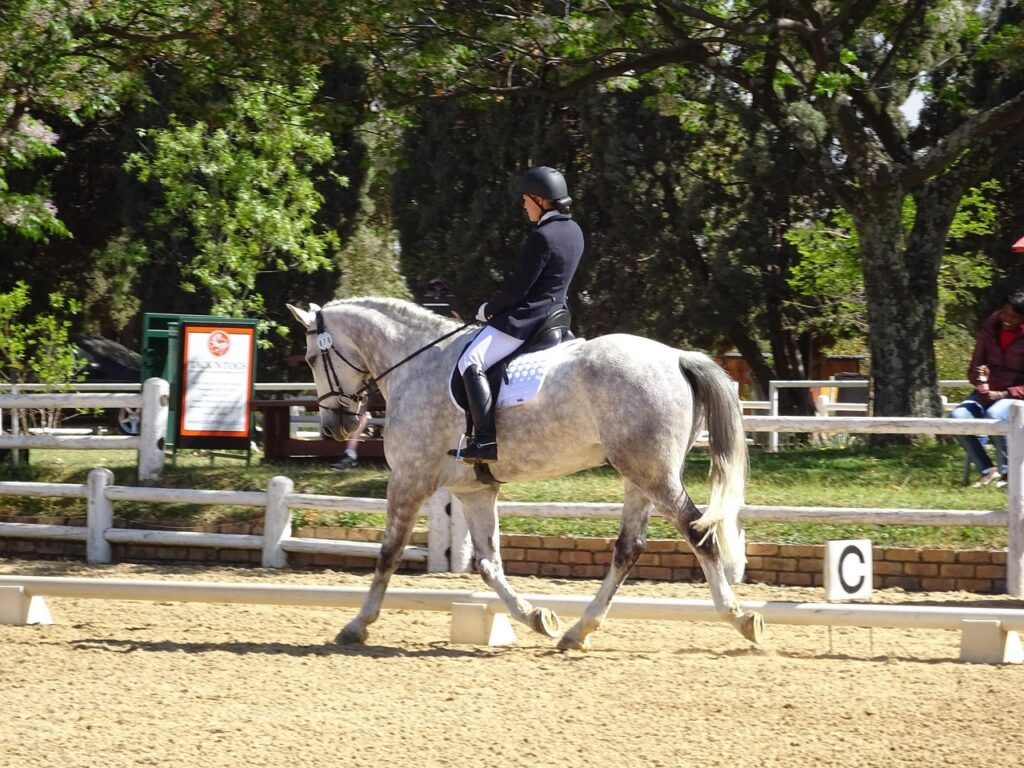 transition cheval de course