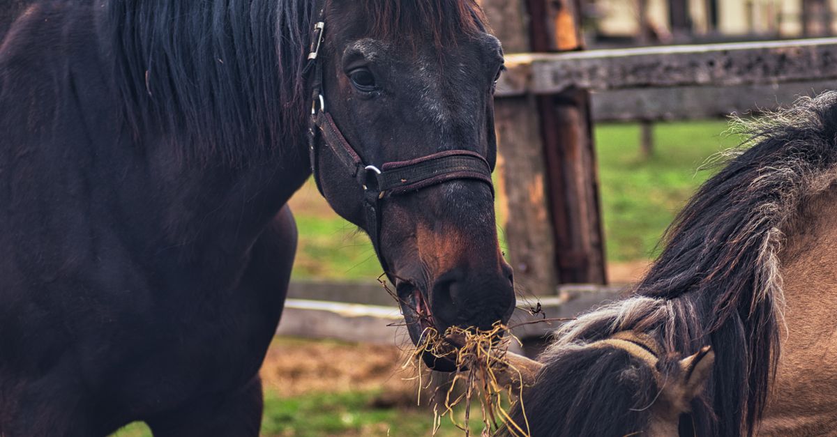 découvrez les différences entre le foin de première et de deuxième coupe pour les chevaux : qualité nutritionnelle, fibres et choix adapté à leurs besoins.
