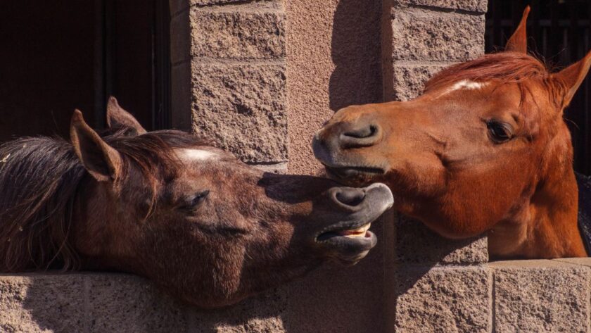 découvrez pourquoi les chevaux mangent de la terre, les causes possibles de la géophagie et les solutions pour protéger leur santé.