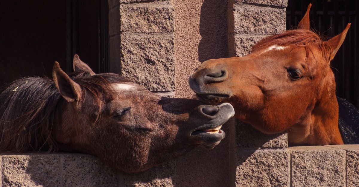 découvrez pourquoi les chevaux mangent de la terre, les causes possibles de la géophagie et les solutions pour protéger leur santé.