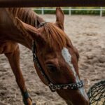découvrez comment choisir la taille des mailles d’un filet à foin selon les besoins de votre cheval, pour une distribution adaptée et maîtrisée.