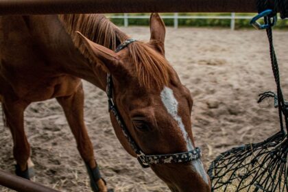 découvrez comment choisir la taille des mailles d’un filet à foin selon les besoins de votre cheval, pour une distribution adaptée et maîtrisée.
