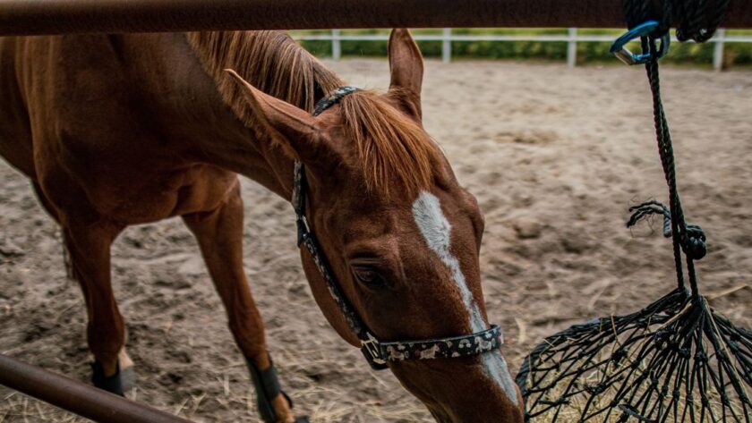 découvrez comment choisir la taille des mailles d’un filet à foin selon les besoins de votre cheval, pour une distribution adaptée et maîtrisée.