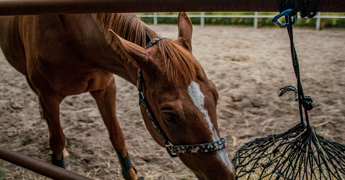 découvrez comment choisir la taille des mailles d’un filet à foin selon les besoins de votre cheval, pour une distribution adaptée et maîtrisée.