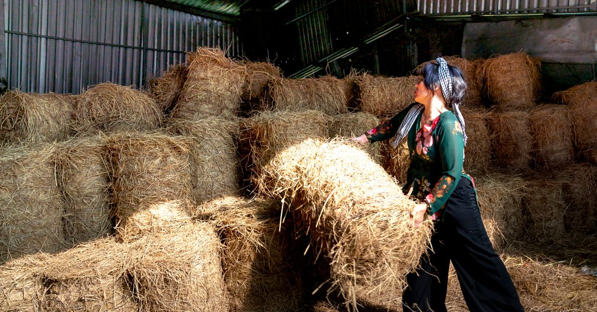 découvrez les méthodes de tri du foin pour séparer efficacement les brins, améliorer leur qualité et faciliter leur stockage.