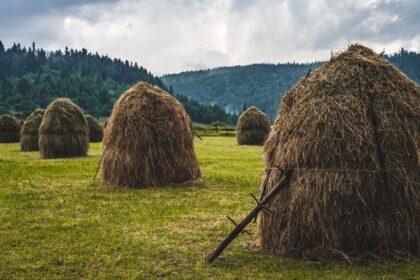 découvrez les méthodes de tri du foin pour séparer les brins, améliorer sa qualité et faciliter son stockage.