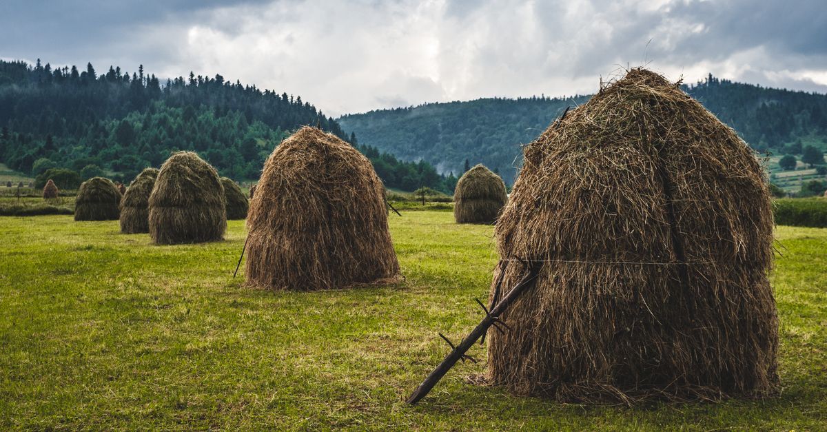 découvrez les méthodes de tri du foin pour séparer les brins, améliorer sa qualité et faciliter son stockage.