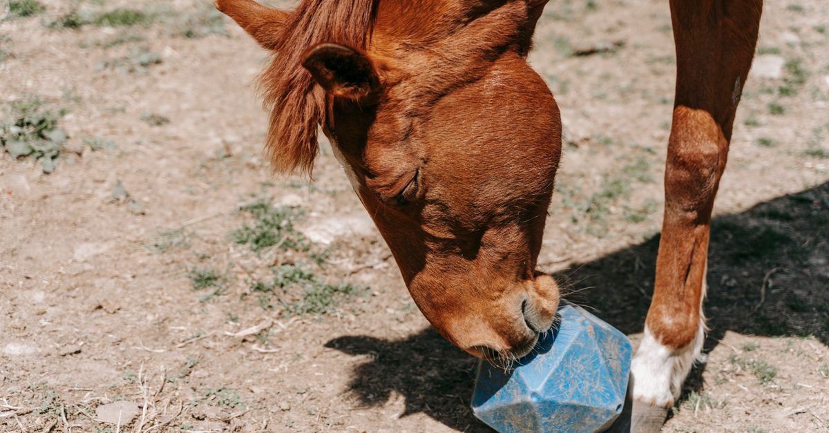 découvrez des idées d’enrichissement pour chevaux afin de stimuler leur curiosité, favoriser leur bien-être et rendre leur quotidien plus épanouissant.
