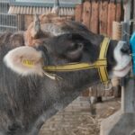 découvrez des idées d’enrichissement pour chevaux afin de stimuler leur curiosité, favoriser leur bien-être et rendre leur quotidien plus épanouissant.